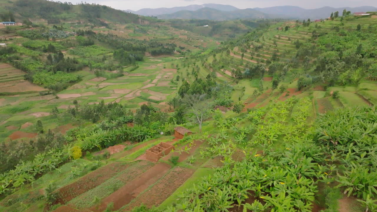 르완다의 계단식 산 쪽을 드러내기 위해 카메라가 위로 기울어지면서 드론이 앞으로 움직입니다.