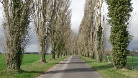 Tree-columns-flutter-in-wind-lining-country-road,-handheld-static