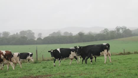 wet cattle walking in the rain