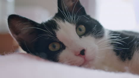 Cat-closeup-with-window-behind,-resting-on-bed