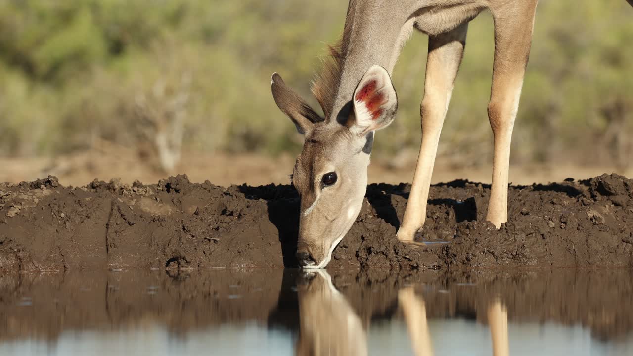 Medium closeup of a female kudu antelope drinking at a waterhole in front of an underground hide. Filmed from a low angle in Mashatu Game Reserve, Botswana