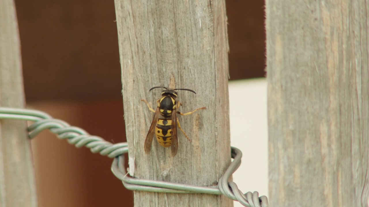 Static Close-up shot capturing a full yellow jacket wasp scraping wood fibers for nest building. Detailed insect behavior in natural light.