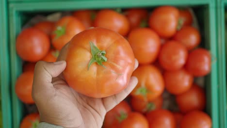 hand holding a tomato, surrounded by other tomatoes