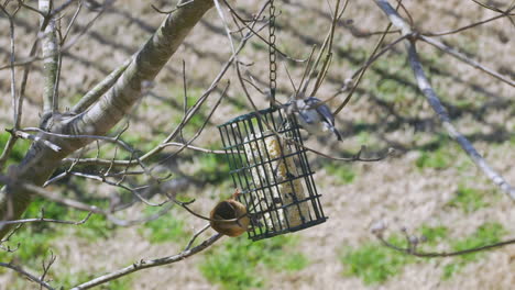 Carolina-Wren-Y-Un-Titmouse-Copetudo-Compartiendo-Una-Comida-En-Un-Comedero-Para-Pájaros-Sebo-Durante-Finales-De-Invierno-En-Carolina-Del-Sur