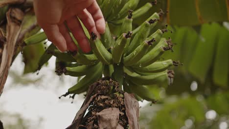 hombre contando plátanos en el árbol después de la lluvia, un ramo de plátanos, plátanos verdes, un plátano en un día soleado