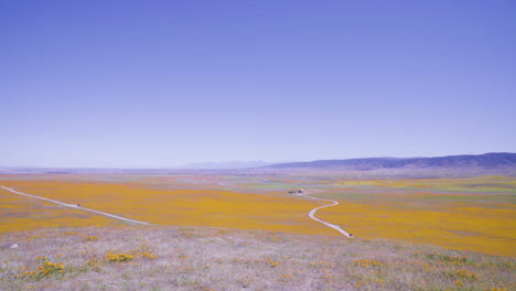 view of the poppy fields from atop a hill