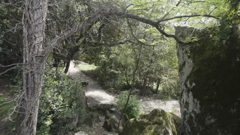 forest path with rocks