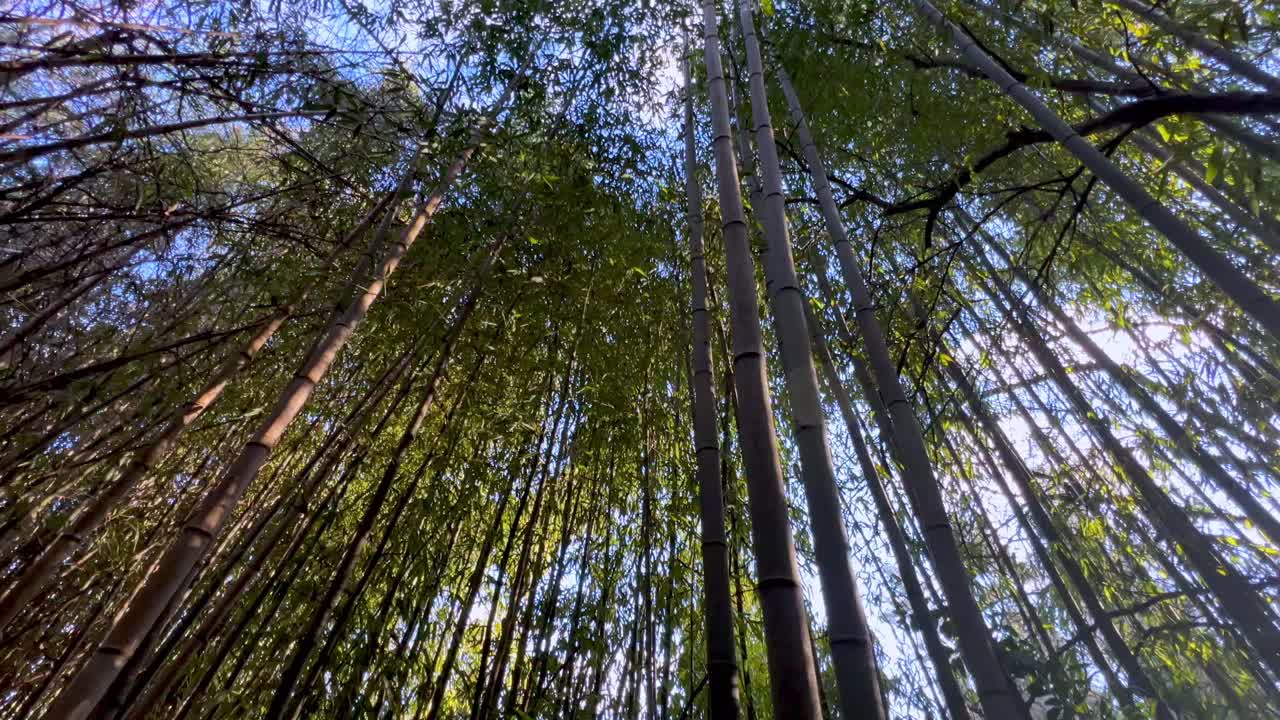 bamboo forest tilt up shot near winston salem nc