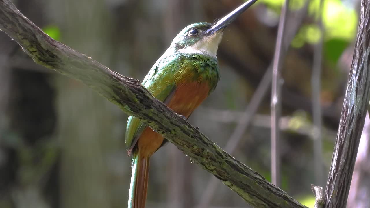 A vibrant jacamar bird perches on a branch, catching an insect mid-air and eating it in a quick natural motion.
