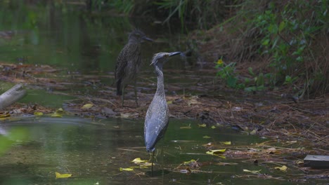 two herons wade silently at the edge of a forested wetland, surrounded by dense foliage and reflected water