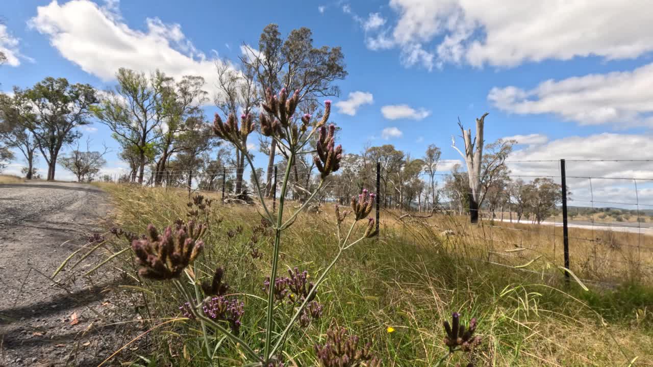 трава и цветы у сельской дороги