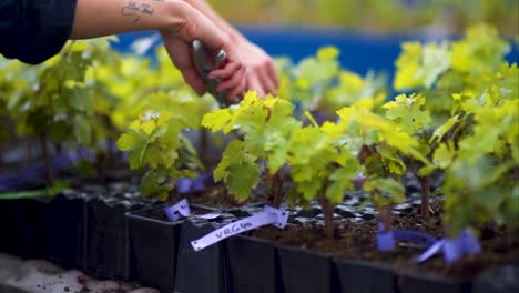 detail of female hands pruning vine seedlings