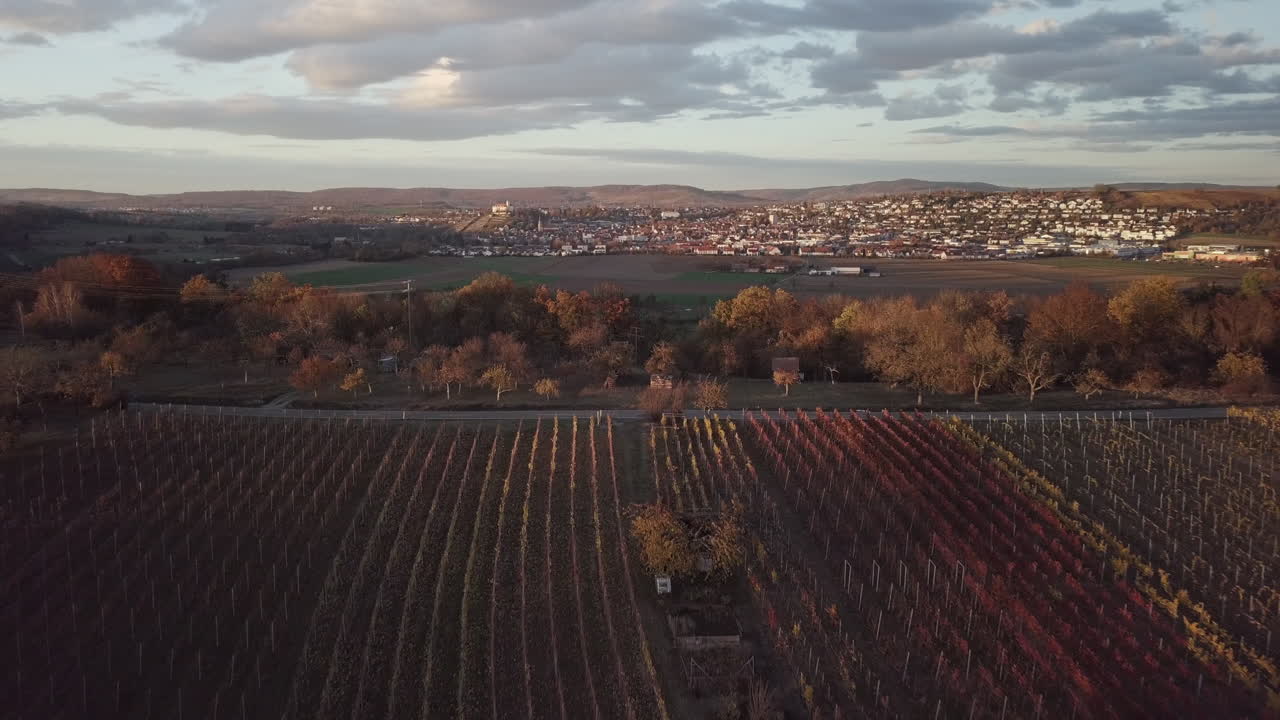 Volo di drone all'indietro sopra i vigneti in autunno