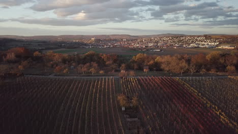 Aerial-drone-flight-backwards-over-vineyards-in-autumn