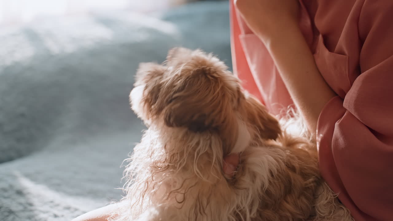 Caring Pet Companionship, Gentle Morning With Beloved Puppy, Peaceful Morning Moments Sharing Warmth And Tender Affection, Calm Bedroom Atmosphere With Woman Holding Sleepy Puppy On Her Lap
