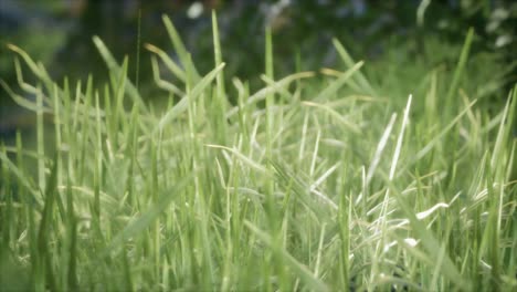 fresh-green-Grass-on-the-forest