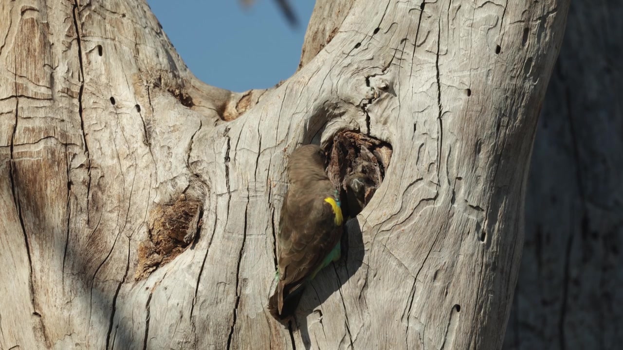 A Meyer's parrot perches at the entrance of a nest cavity in a dead tree and looks inside, while a second parrot briefly appears and peers out from the nest hole, Botswana wilderness.
