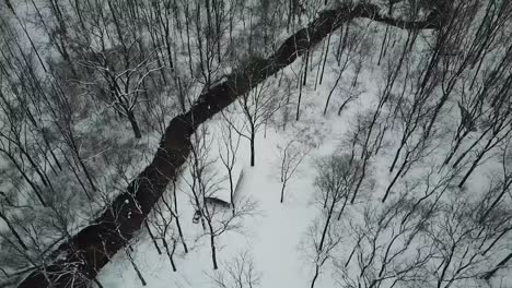 Drone-Footage-of-Trees
