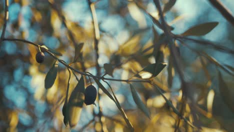 Golden-hour-olive-trees-Greece