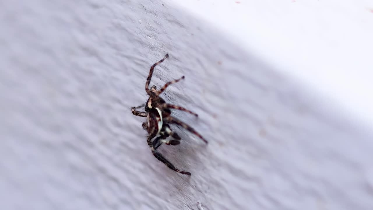 A spider navigates a textured white surface, showcasing its detailed body and movement.