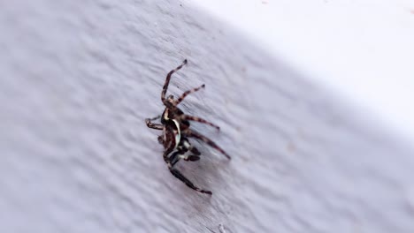 a spider navigates a textured white surface, showcasing its detailed body and movement.