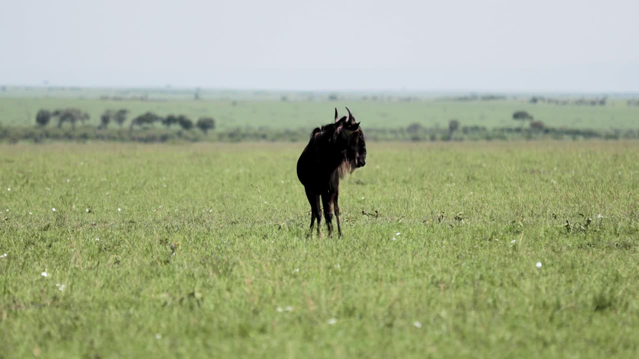 Male wildebeest alerted and being territorial on the Kenya pastures, Tracking right shot