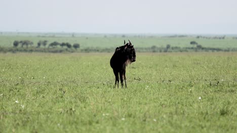 male wildebeest alerted and being territorial on the kenya pastures, tracking right shot