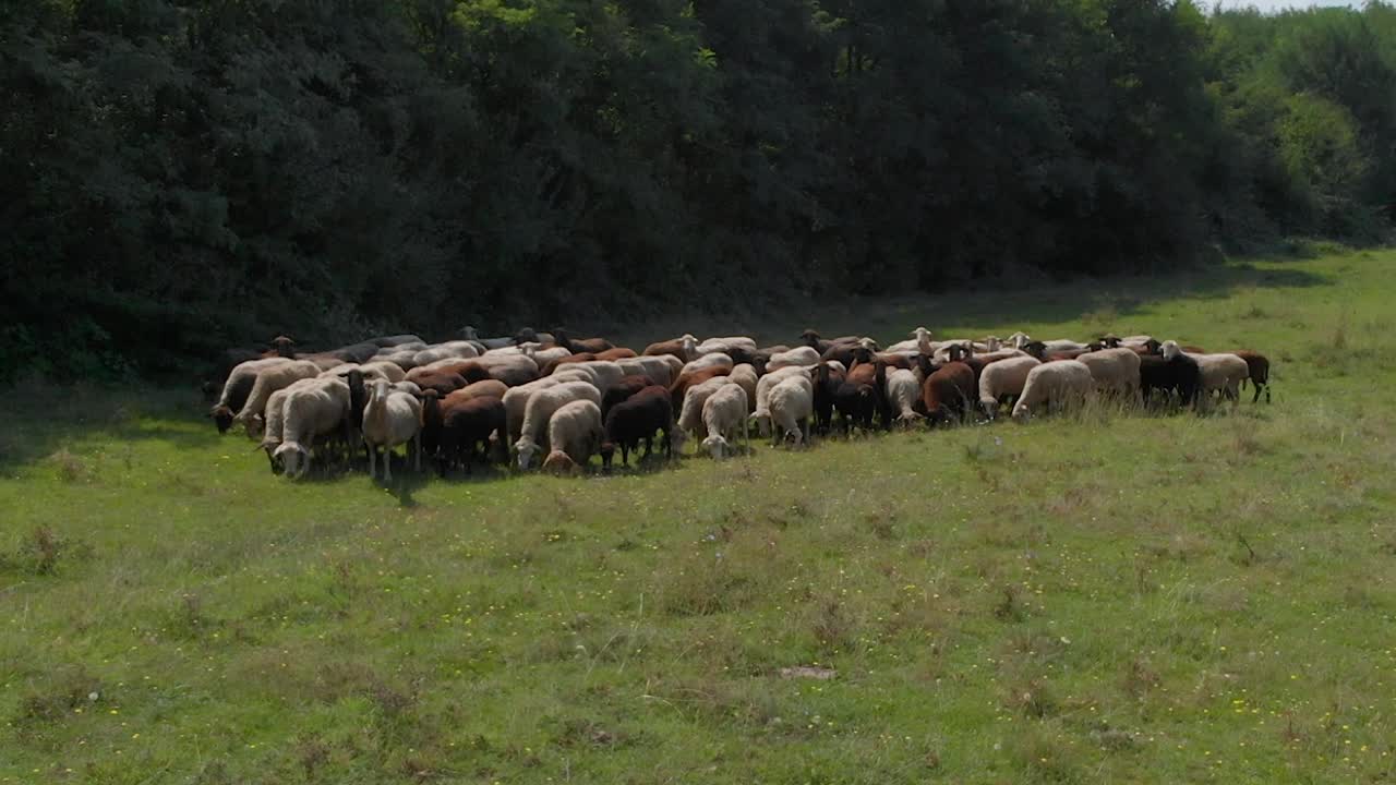 Gregge di pecore in un campo verde accanto a una foresta-4