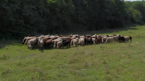 herd of sheeps in green field next to forest-4