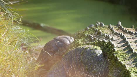 cocodrilo de agua salada. agricultura y turismo de vida silvestre, australia y el sureste asiático