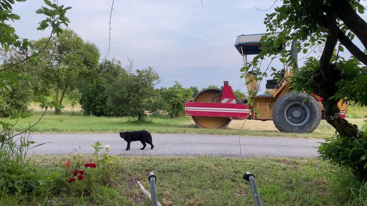Black cat walking unconcerned on a country road near a steamroller parked on the side of the road, in a rural landscape