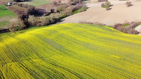 Luftzoom-Aus-Gelbem-Rapsfeld-In-Ländlicher-Landschaft