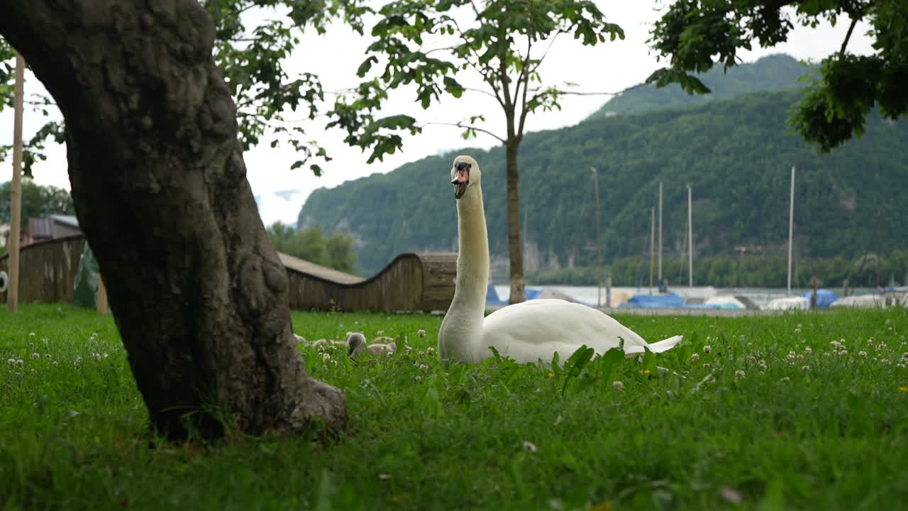 Swan with cygnets resting on the grass by the lake in Switzerland
