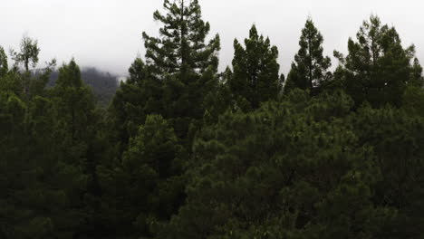 aerial ascend between redwood tree canopy tops to reveal sweeping mountain vista