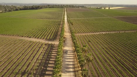 scenic drive through vineyard landscape