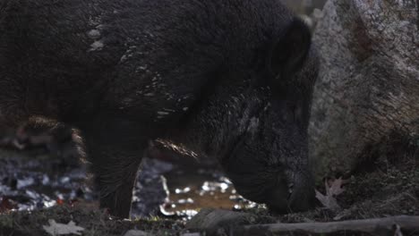wildschwein auf nahrungssuche im dreck gegen felsen nahaufnahme slomo mit hintergrundbeleuchtung