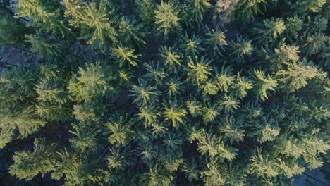 órbita baja sobre hermosos árboles verdes en las montañas svitavy, república checa