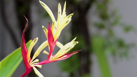 close-up of a bird of paradise flower