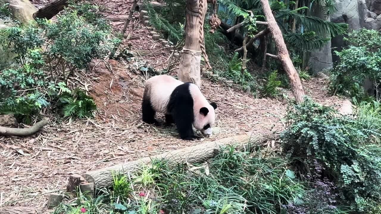 un panda gigante comiendo palos dentro del parque zoológico de singapur