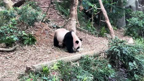 a giant panda eating sticks inside the zoo park in singapore