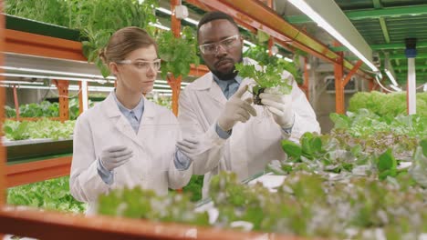 Young-Male-Worker-Of-Contemporary-Vertical-Farm-Showing-His-Female-Colleague-Sample-Of-New-Sort-Of-Lettuce-In-Small-Pot