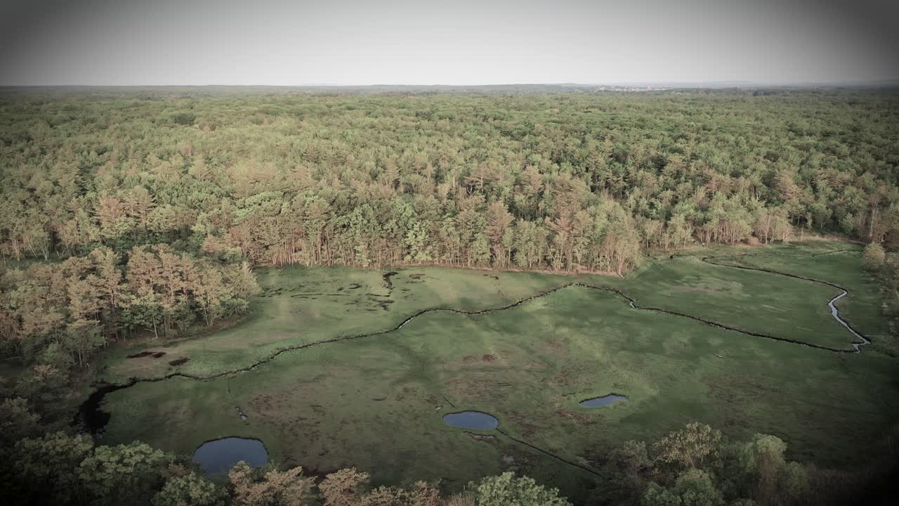 Drone video soaring across thick Maine forest swamp in New England. Trees, moss, grass, and wild wetland plants thrive near rivers, creeks, and ponds. Summer outdoor environment full of green foliage
