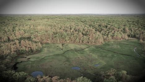 drone video soaring across thick maine forest swamp in new england. trees, moss, grass, and wild wetland plants thrive near rivers, creeks, and ponds. summer outdoor environment full of green foliage