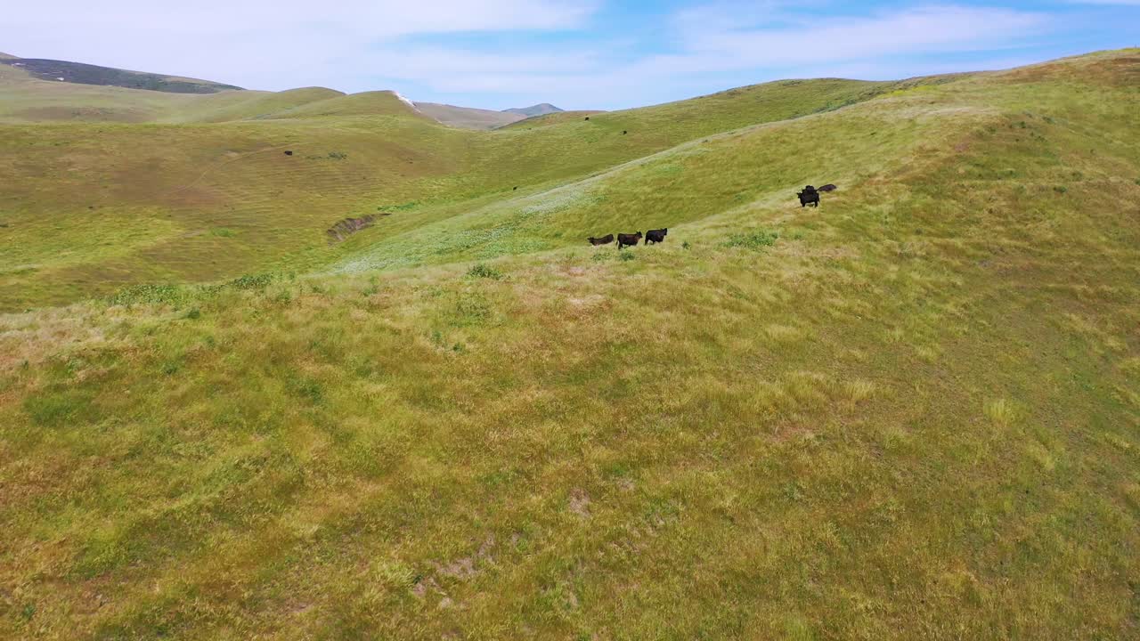중앙 캘리포니아에서 바람이 부는 녹색 산등성이에 있는 소나 소 위의 아름다운 공중 1