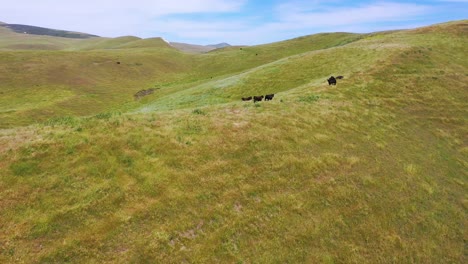 Hermosa-Antena-Sobre-Vacas-O-Ganado-En-Una-Cresta-Verde-Con-Viento-En-El-Centro-De-California-1