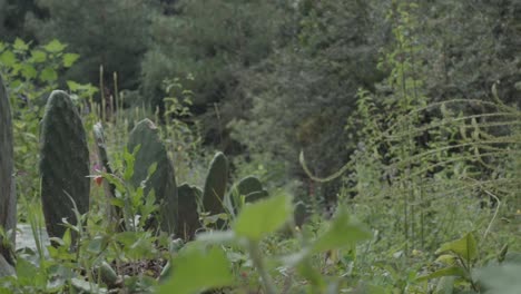 Eine-Schwenkaufnahme-Von-Feigenkakteen,-Die-In-Freier-Wildbahn-Zwischen-Den-Büschen-Wachsen