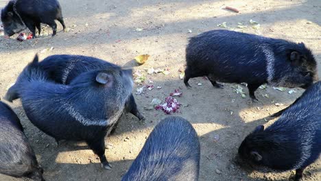 Halsbandpekaris-Kratzen-Sich-Im-Stadtzoo-Gegenseitig