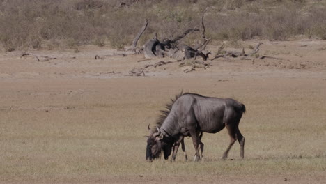 Vaca-Y-Ternero-De-ñus-Pastando-Mientras-Caminan-En-El-Prado-En-Botswana-En-Un-Clima-Brillante---Plano-General