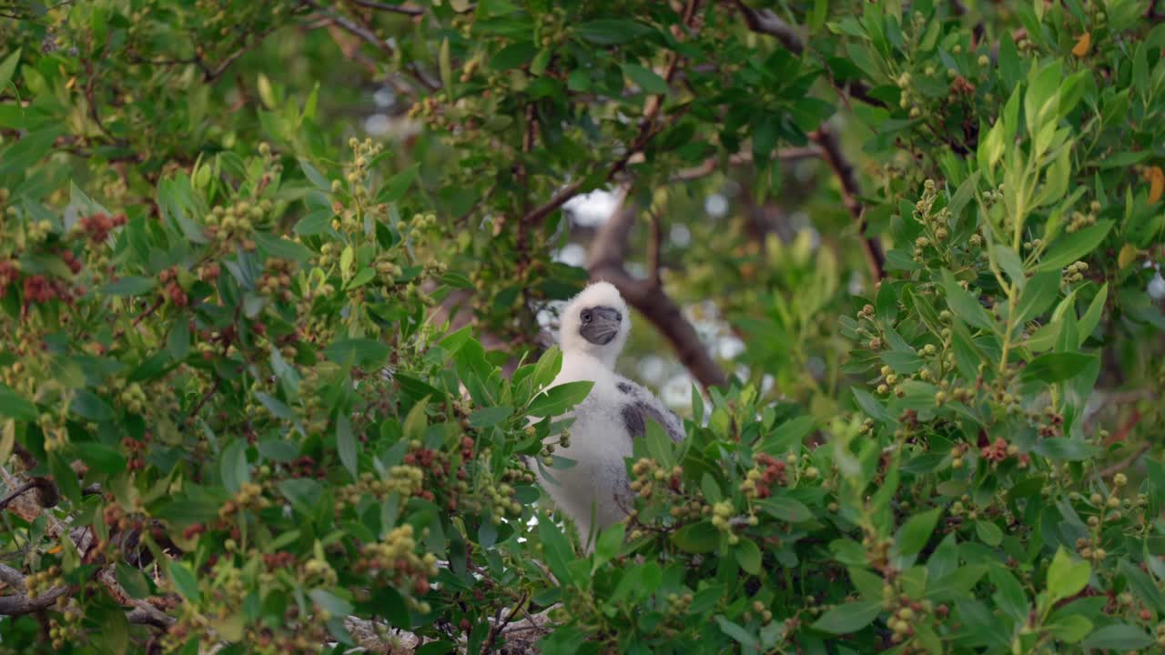un bebé de patas rojas se sienta en un nido en un árbol en little cayman en las islas caimán