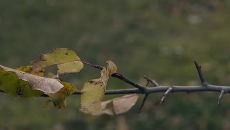 las hojas amarillas secas giran en el viento ligero en la rama delgada del árbol